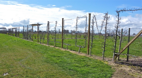 WELCOME Espalier in Fruit Garden
