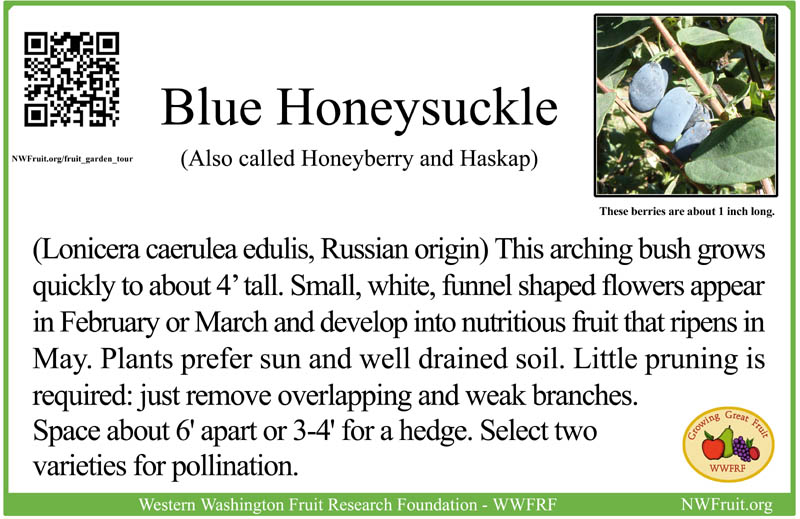 Honeyberry blue honeysucklesmall