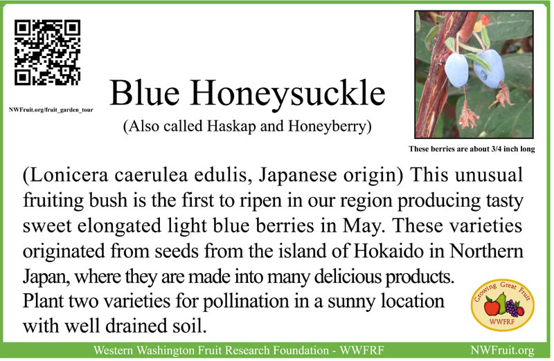 Haskaps blue honeysuckle