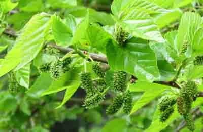 green mulberries sm