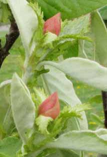Quince buds sm