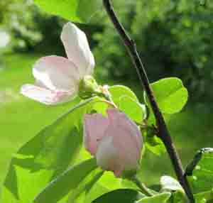 Quince flowers sm
