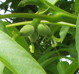 Walnut blooms sm